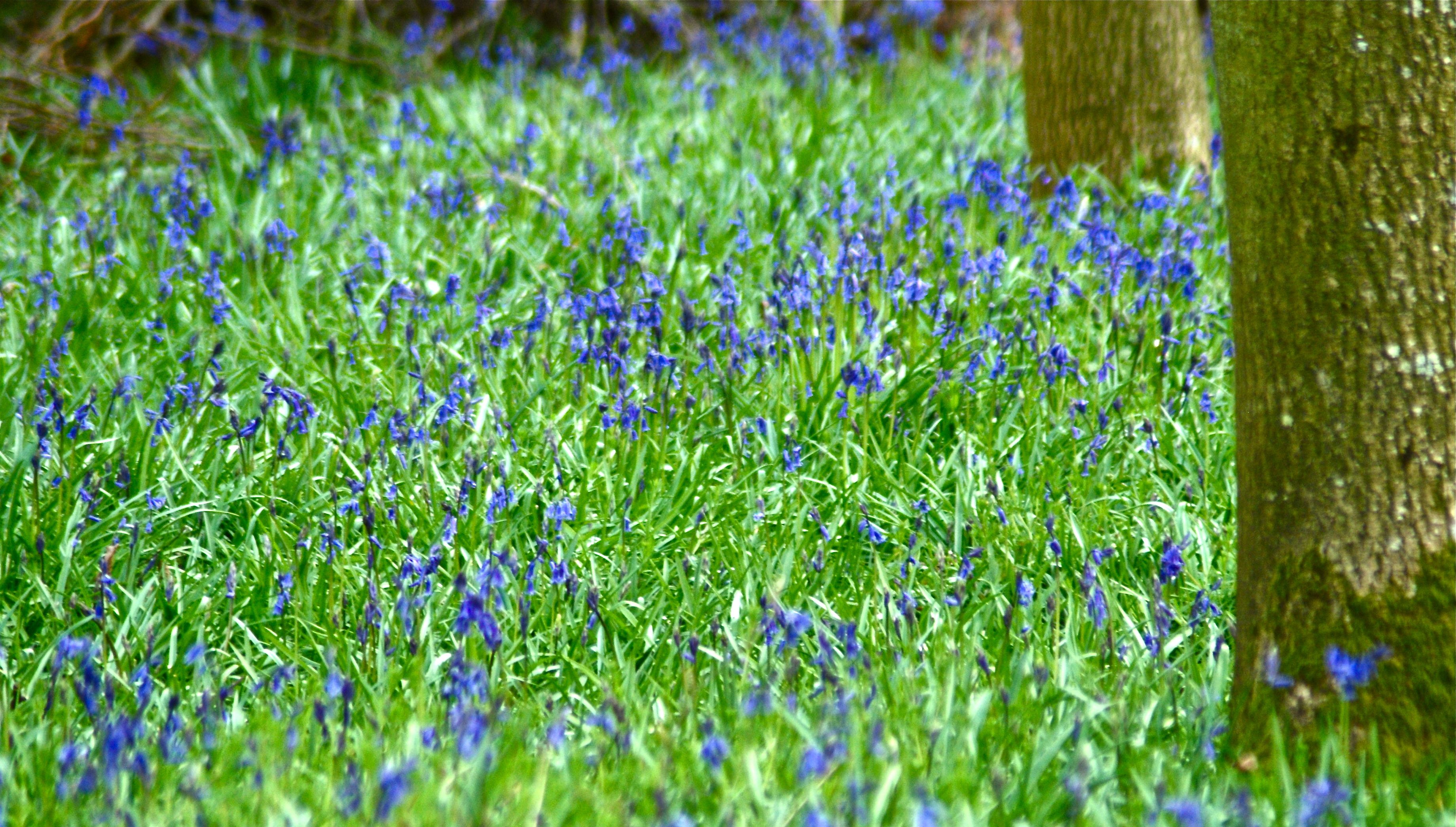 Bluebells in Oakfrith Wood, Wiltshire
