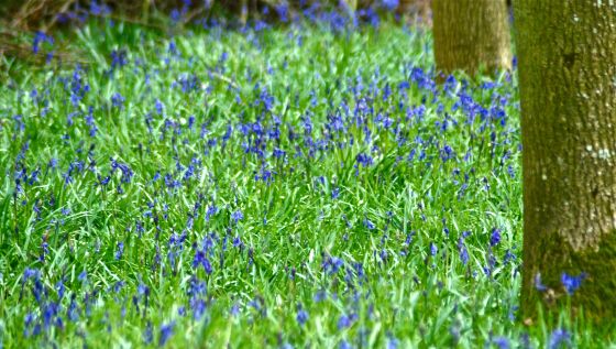 Wiltshire bluebells
